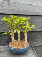 Carmona Bonsai Bosje, Bloeit niet, 100 tot 250 cm, Volle zon, In pot