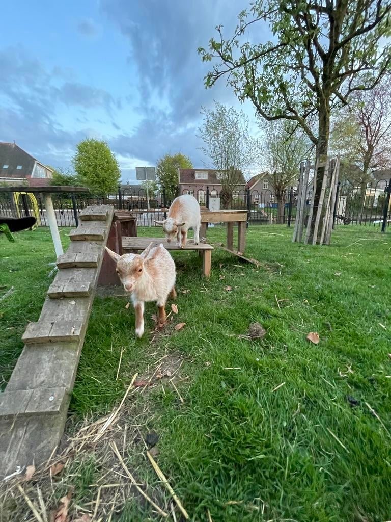 2 supper makke dwerggeitjes, Meerdere dieren, Schaap