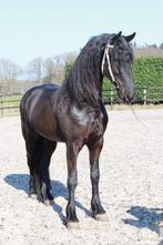 4 jarige, brave en opvallend mooie Friese hengst, Dieren en Toebehoren, Paarden, Hengst, Dressuurpaard, 3 tot 6 jaar