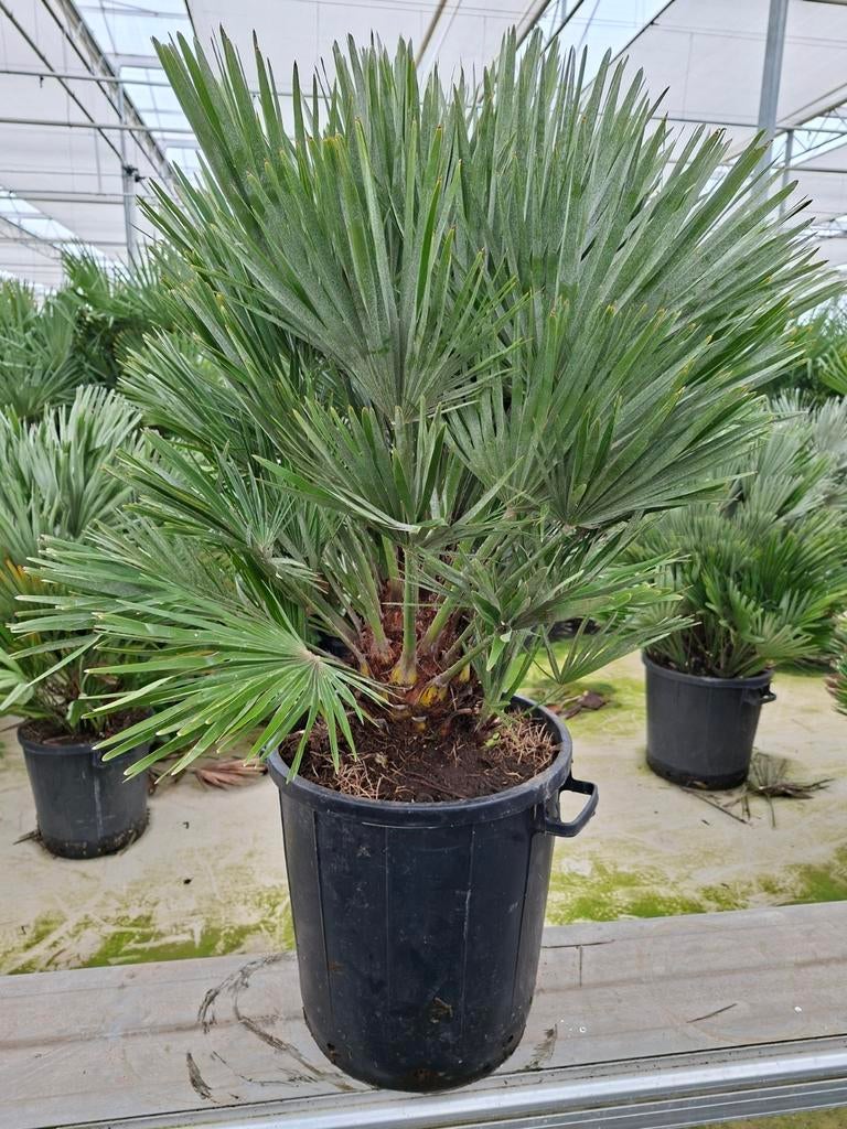 Chamaerops Vulcano pot40 - Winterharde palm, Ophalen, Overige soorten, Volle zon