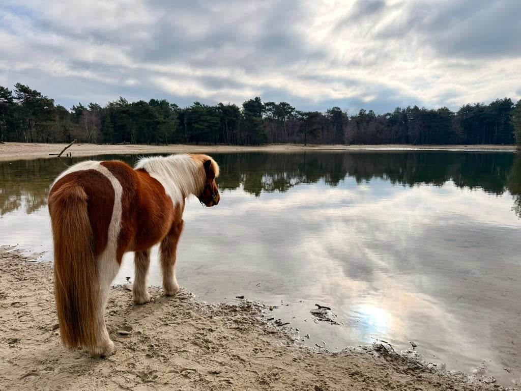 Lief verzorgpaard direct aan de Herperduinen, Dieren en Toebehoren, Paarden en Pony's | Overige Paardenspullen, Ophalen of Verzenden