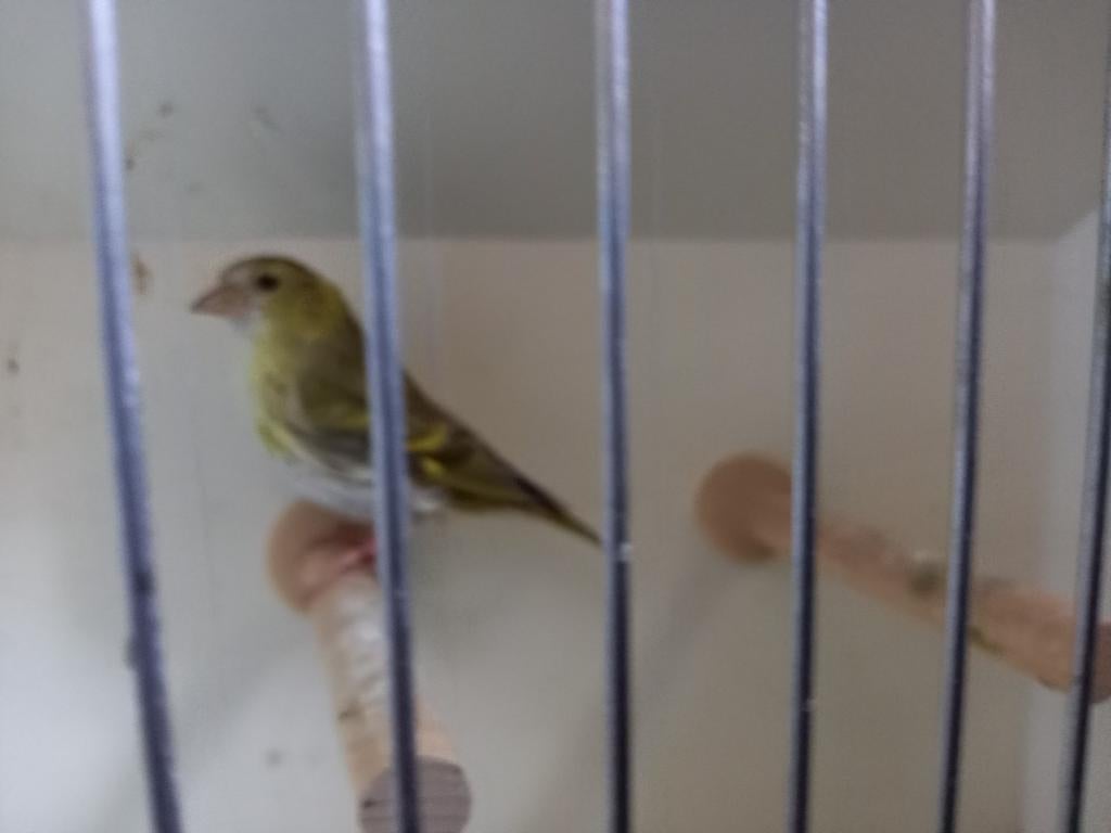 Mooie Hollandse sijs pop., Vrouwelijk