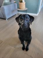 Nieuw huisje gezocht voor reutje 8 maanden, Dieren en Toebehoren, Parvo, 15 weken tot 1 jaar, Reu, Eén hond
