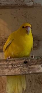 Kakarikie Geelvoorhoofd pop 2026, Dieren en Toebehoren, Vrouwelijk, Parkiet