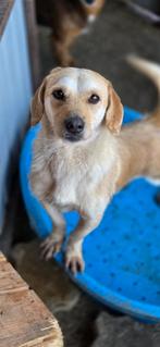 Julian zoekt een baasje, 1 tot 2 jaar, Buitenland, Parvo, Eén hond