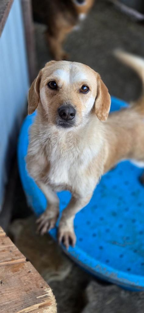 Julian zoekt een baasje, Dieren en Toebehoren, Honden | Niet-rashonden, Klein, Reu, Handelaar, Eén hond, Buitenland, 1 tot 2 jaar