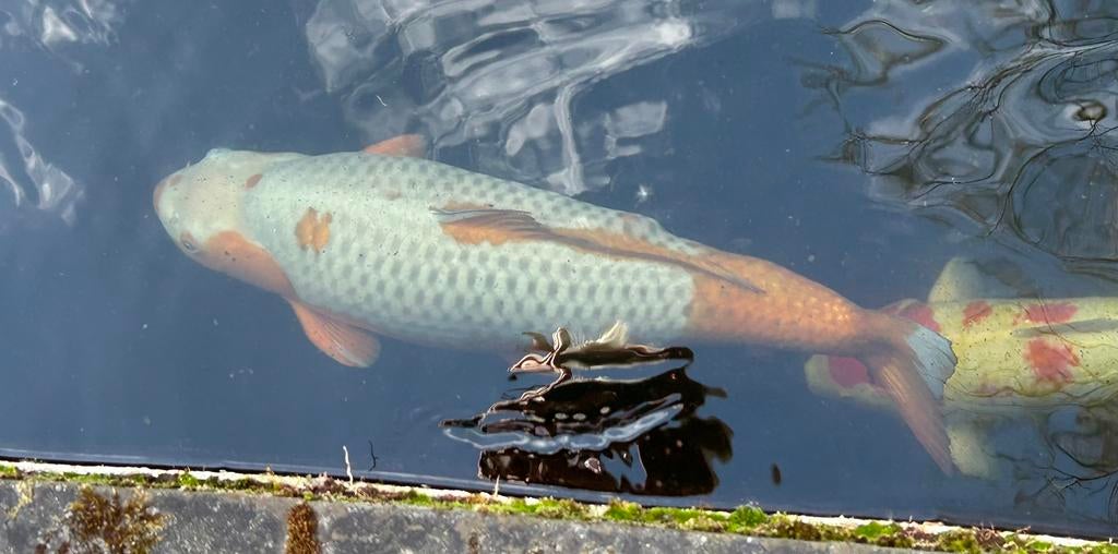 Koi’s te koop, Karper of Koi