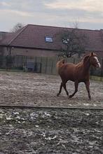 Paint/quarter wandelpaard/draagmerrie, Niet van toepassing, 11 jaar of ouder, Merrie, Gechipt
