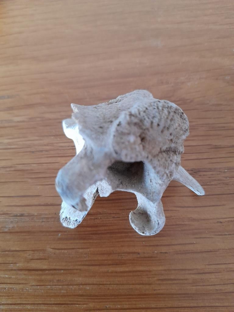 Fossiele wervel van een onbekend dier, Verzamelen, Ophalen of Verzenden, Fossiel