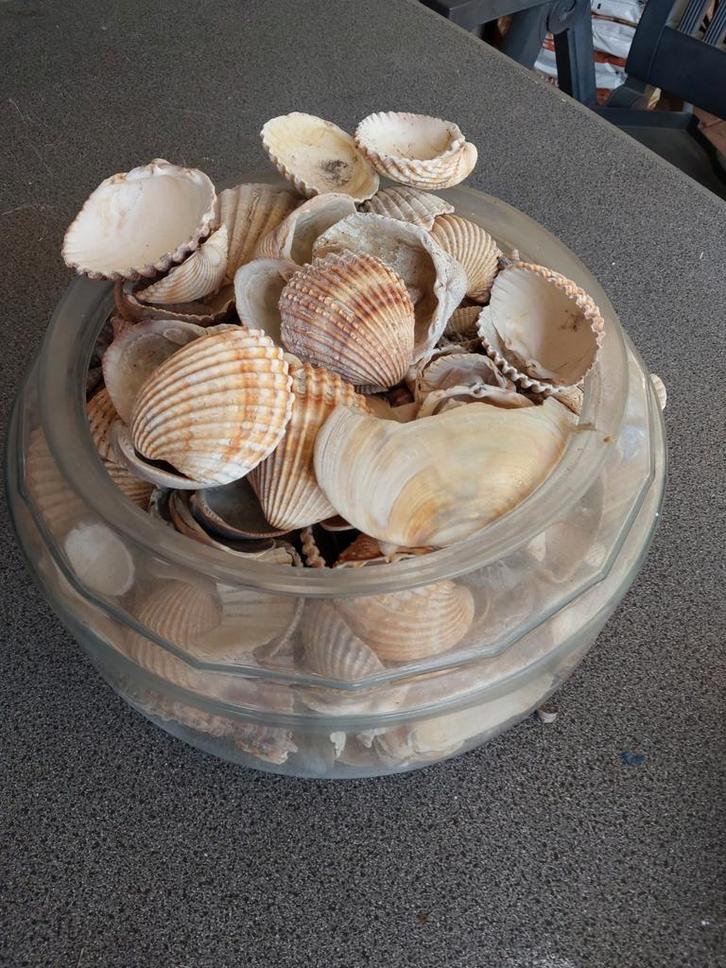 Glazen schaal met schelpen, Huis en Inrichting, Woonaccessoires | Overige, Ophalen