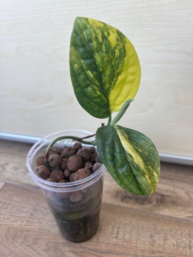 Monstera karstenanium variegated, Ophalen of Verzenden, Halfschaduw, Minder dan 100 cm