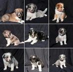 Bordercollie X Sheltie pups, Dieren en Toebehoren, Honden | Herdershonden en Veedrijvers, 8 tot 15 weken, Collie, Meerdere, Meerdere dieren