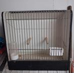 Tentoonstellingskooi, Dieren en Toebehoren, Ophalen, Gebruikt, Hout, Vogelkooi