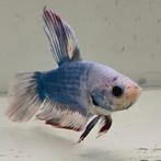 Betta splendens man 37, Dieren en Toebehoren, Vissen | Aquariumvissen, Vis