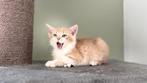 Lieve kitten aangeboden, Kater, 0 tot 2 jaar
