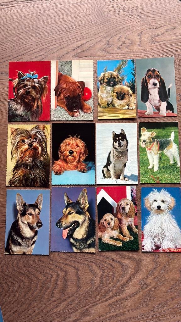 Honden en poezen. 23 kaarten. Onbeschreven., Ophalen of Verzenden, Ongelopen, Overige thema's