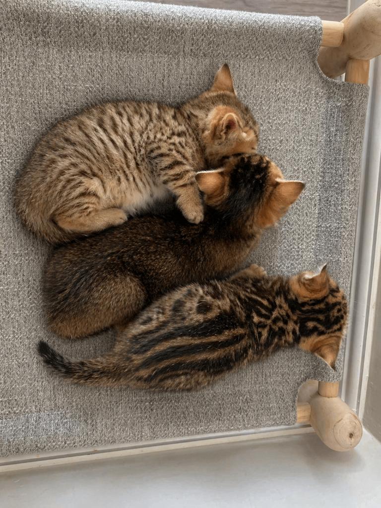 Bengal kittens, Meerdere dieren, Gechipt, 0 tot 2 jaar