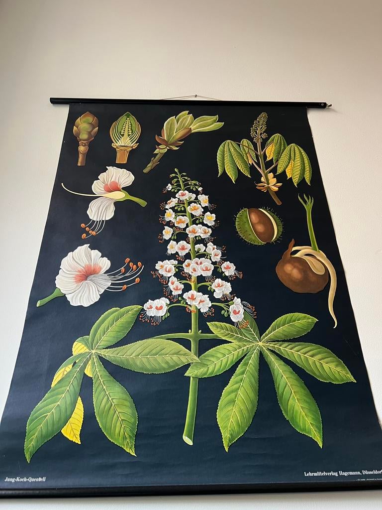 Oude schoolplaat Jung Koch Quentell 1969 120x95, Ophalen, Natuur en Biologie