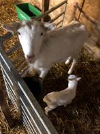 Witte Saanen get met lam, Vrouwelijk, Geit