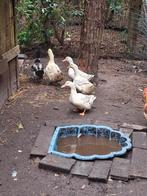 Peking eenden en rouan eend, Dieren en Toebehoren, Meerdere dieren, Eend