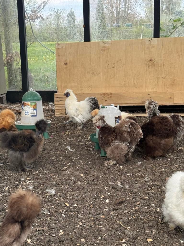 Zijdehoen Kriel haan, Dieren en Toebehoren, Mannelijk, Kip