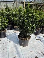 Euonymus japonicus 'Green Spire' groenblijvende haagplant, Tuin en Terras, Planten | Struiken en Hagen, Ophalen of Verzenden, Overige soorten