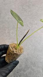 Alocasia Regal Shield Aurea Variegata, Ophalen of Verzenden, Halfschaduw, Minder dan 100 cm