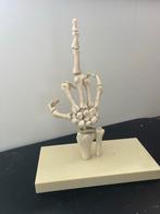 Hand anatomisch model, Gebruikt, Hand, Hand, Ophalen of Verzenden