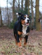 Entlebucher sennehonden zusjes met FCI stamboom, Sennenhond, 1 tot 2 jaar, Buitenland, Teef