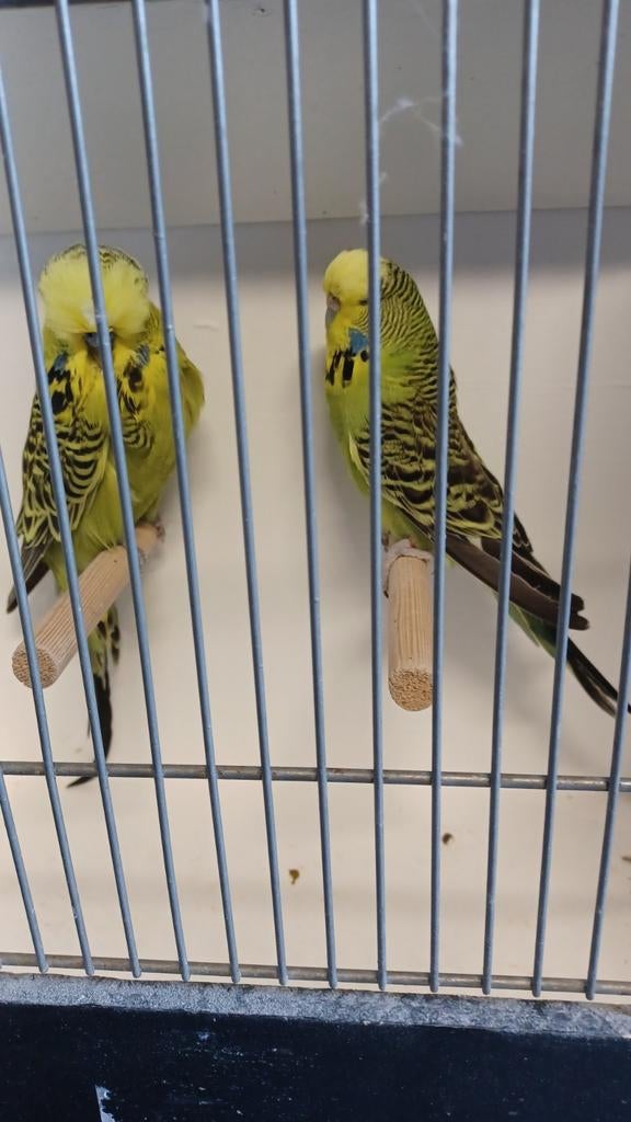 Engelse parkieten, Meerdere dieren, Parkiet, Geringd