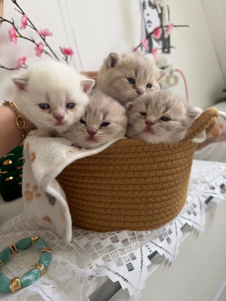 Britse korthaar kittens (raszuiver ), Dieren en Toebehoren, Katten en Kittens | Raskatten | Korthaar, Meerdere dieren, Met stamboom