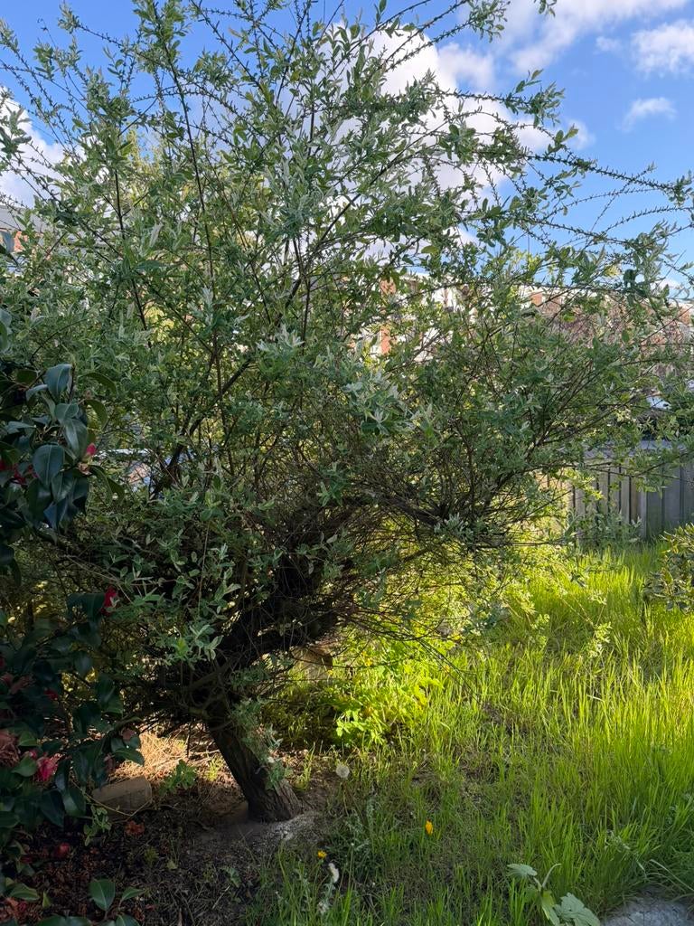 Salix Integra ‘Hakuro Noshiki’, Tuin en Terras, Planten | Bomen, Ophalen, Halfschaduw, Overige soorten