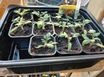 Tomatenplantjes voor tuin of kas,  diverse soorten, Ophalen, Eenjarig, Groenteplanten, Volle zon