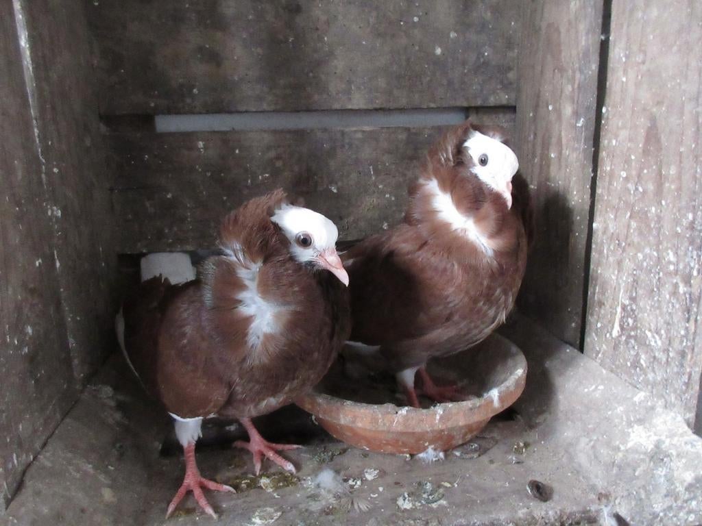 Jong koppeltje Kapucijner duiven te koop., Dieren en Toebehoren, Vogels | Duiven, Meerdere dieren, Overige soorten