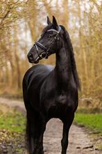 In prijs verlaagd! Werkwillige brave friese stamboek merrie, Merrie, Dressuurpaard, 7 tot 10 jaar, 165 tot 170 cm