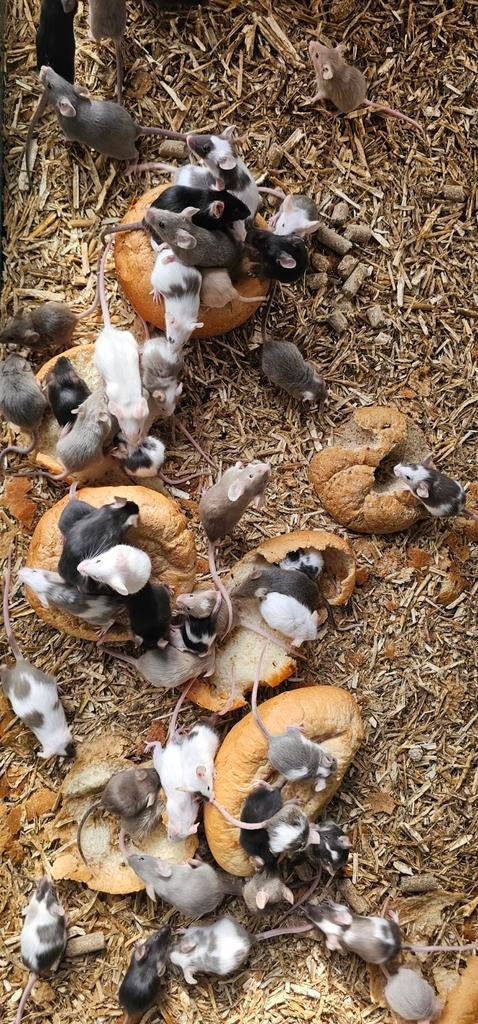 Kleur/voeder muizen, Meerdere dieren, Kip