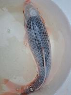 Koikarper., Karper of Koi