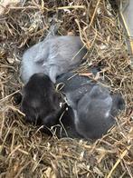 Baby konijntjes, Dieren en Toebehoren, Konijnen, Meerdere dieren, Dwerg