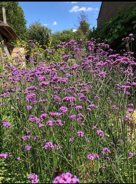 Verbena IJzerhard biologisch gekweekt - Vlinder/bijenlokker, Volle zon, Vaste plant, Zomer, Ophalen