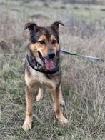 JAKE ZOEKT ZIJN FOREVER HOME, Particulier, Reu, Buitenland, Groot