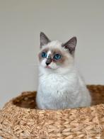 Ragdoll kittens, Dieren en Toebehoren, Katten en Kittens | Raskatten | Langhaar, Meerdere dieren, Ontwormd, 0 tot 2 jaar