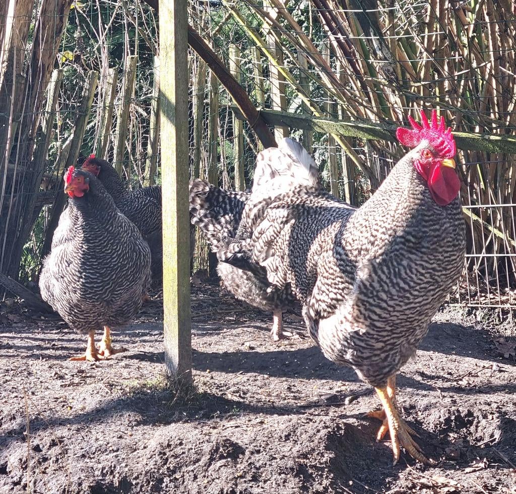 Haan (+ 2 hennen) Plymouth Rock, Dieren en Toebehoren, Meerdere dieren, Kip