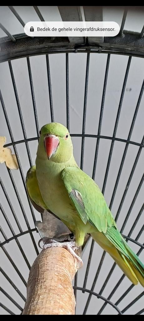 Koppel halsbanden, Meerdere dieren, Parkiet, Tam