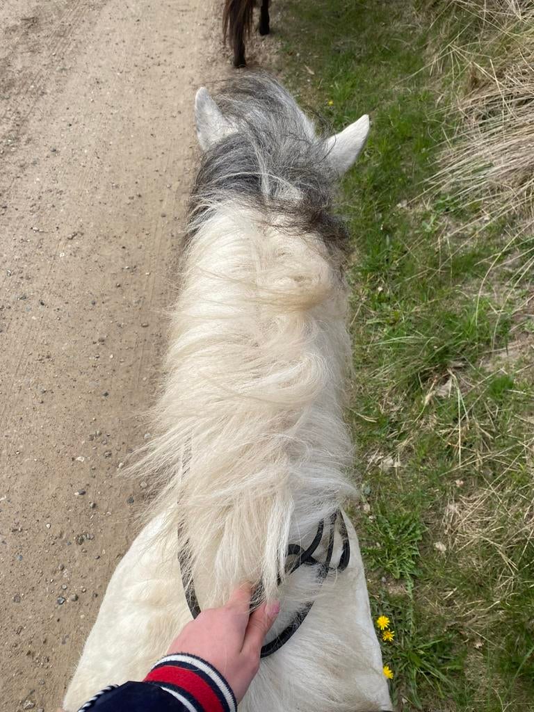 Verzorgpony gezocht/ bijrijder aangeboden, Dieren en Toebehoren, Geslacht onbekend, Overige soorten