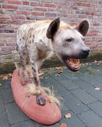 Opgezette hyena taxidermy afrika schedel curiosa gewei hert, Ophalen, Wild dier, Opgezet dier