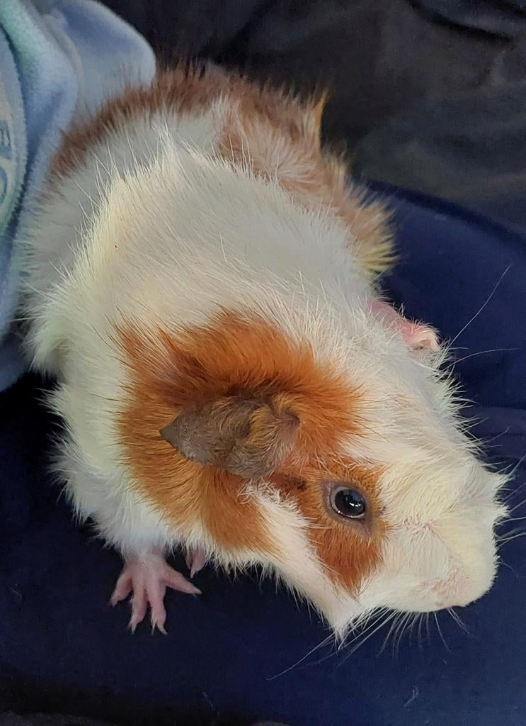 3 cavia beertjes zoeken een nieuw huisje, Dieren en Toebehoren, Knaagdieren, Cavia, Mannelijk, Januari, Tam