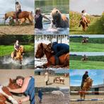 Paard/pony gezocht, forever home op paddock paradise geboden, Dieren en Toebehoren, Meerdere dieren