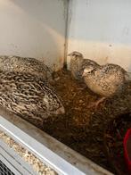 Japans kwartel broedeieren, Dieren en Toebehoren, Pluimvee, Geslacht onbekend, Overige soorten