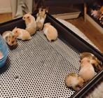 Lieve baby Syrische hamsters goudhamsters, Februari, Meerdere dieren, Hamster