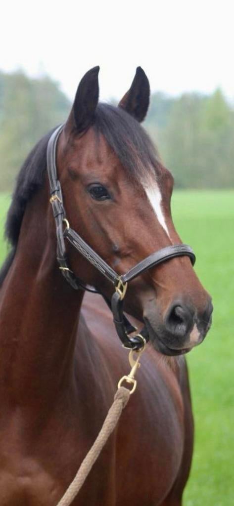 Lizzy, d pony 10 jaar, Dieren en Toebehoren, Pony's, Merrie, Niet van toepassing, D pony (1.37m tot 1.48m), Recreatiepony, 7 tot 10 jaar